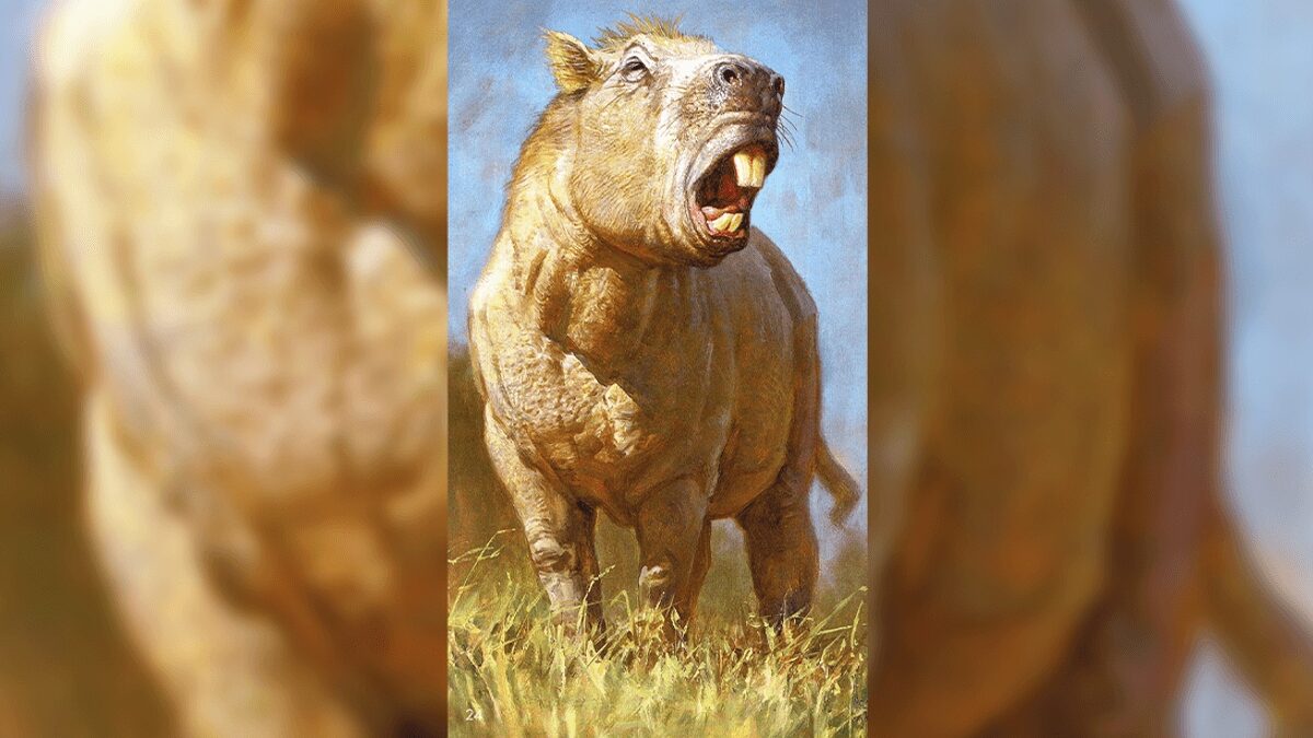 Bí ẩn loài gặm nhấm khổng lồ nhất lịch sử Trái Đất, mang khối lượng nửa tấn cùng lực cắn kinh hoàng