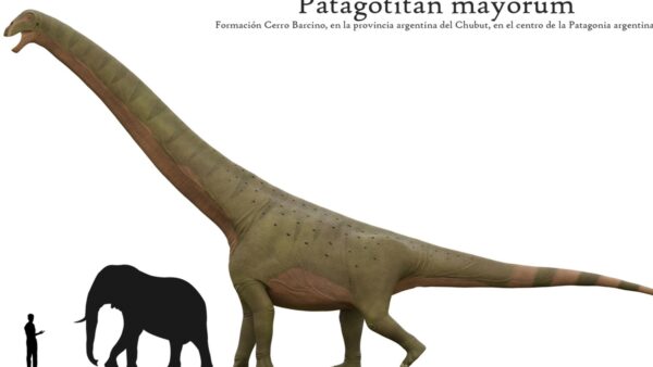 Lộ diện “quái vật” 77 tấn dài 40 mét: Khủng long Patagotitan thách thức danh hiệu sinh vật lớn nhất từng tồn tại