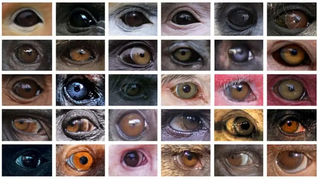 1920primateeyecolourvariation-v-1776654776578-17766547769581996998052