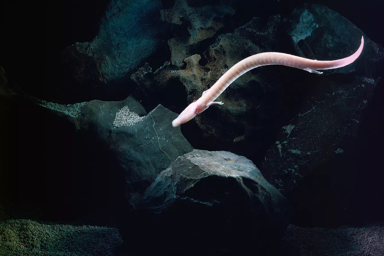 olm2-1776150688820-1776150689081459429824