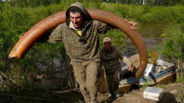 Bí ẩn rùng rợn đằng sau cơn sốt săn lùng xác voi ma mút Siberia