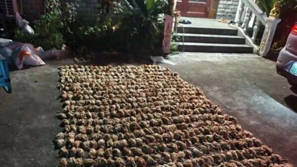 Trung Quốc: Bóng đen bí ẩn lao xuống trang trại lúc nửa đêm khiến hơn 1.400 con gà chết