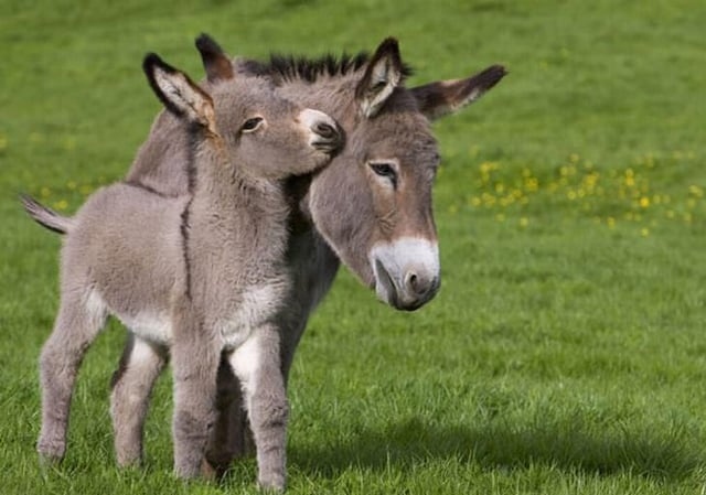 donkeys-are-underrated-v0-2gstylw5tyy61-1789963720374-1789963720612838090653