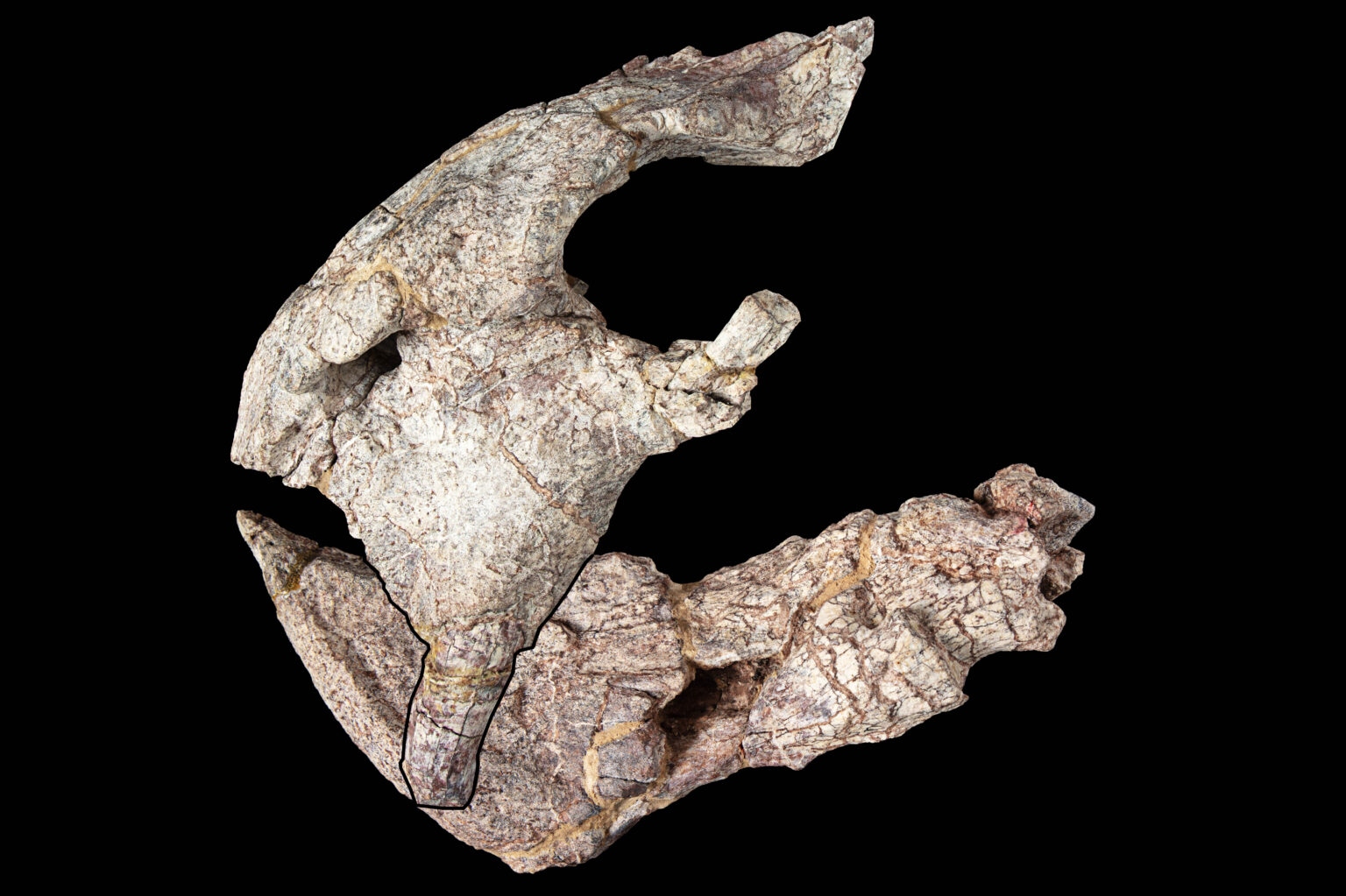 skull-article-1536x1023-1790470126235-1790470126476229582033