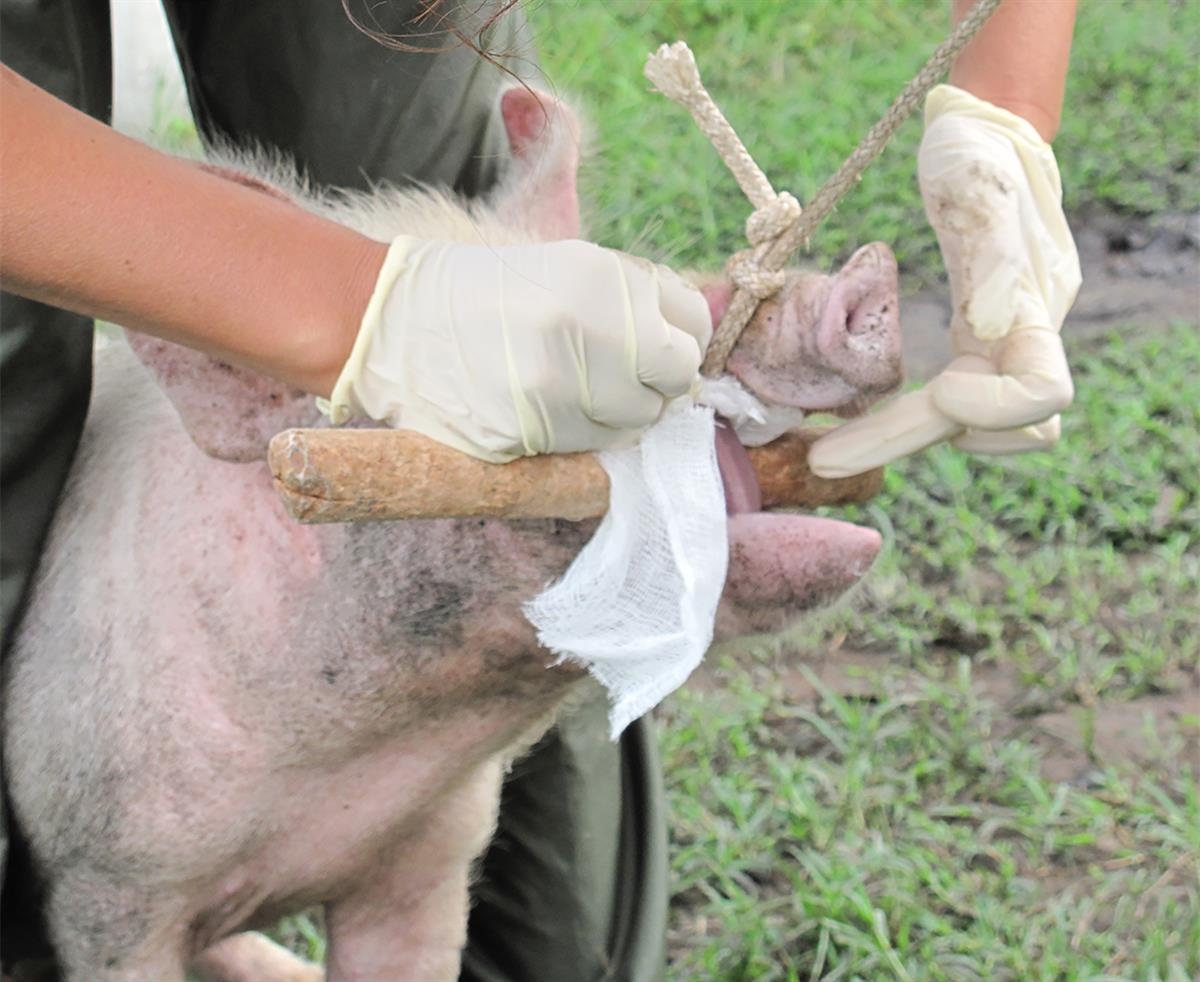 taenia-inspecting-pig-lgttmb-1200v-1791864549556-17918645497701320306815