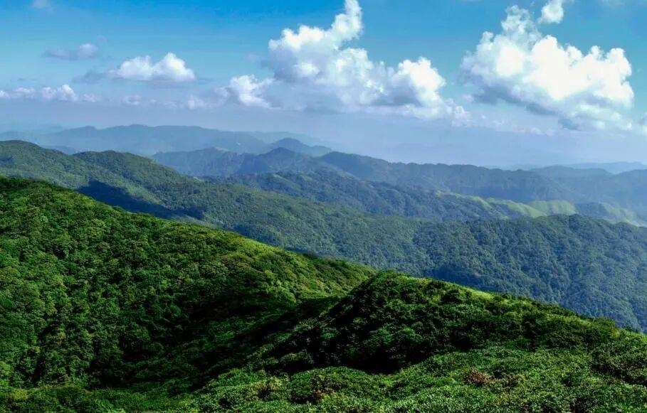 Phát hiện hươu răng quỷ bạch tạng cực kỳ quý hiếm tại khu bảo tồn thiên nhiên Lôi Công Sơn, Trung Quốc - Ảnh 1.