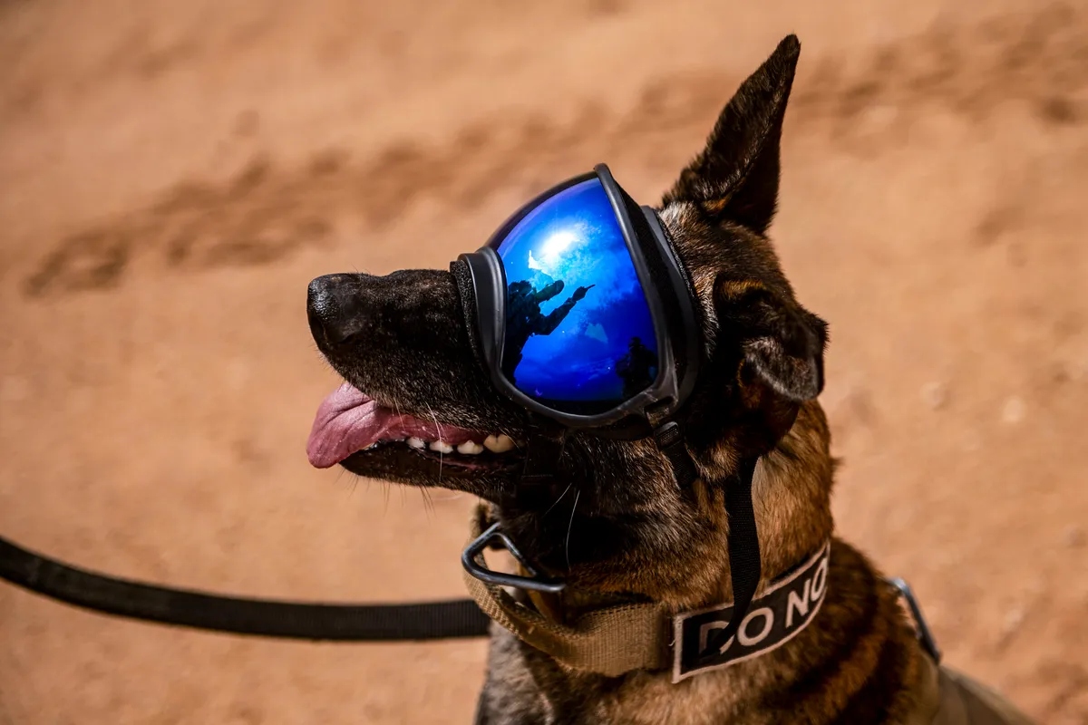 war-dogs-l-1792815287429-17928152879241598801355